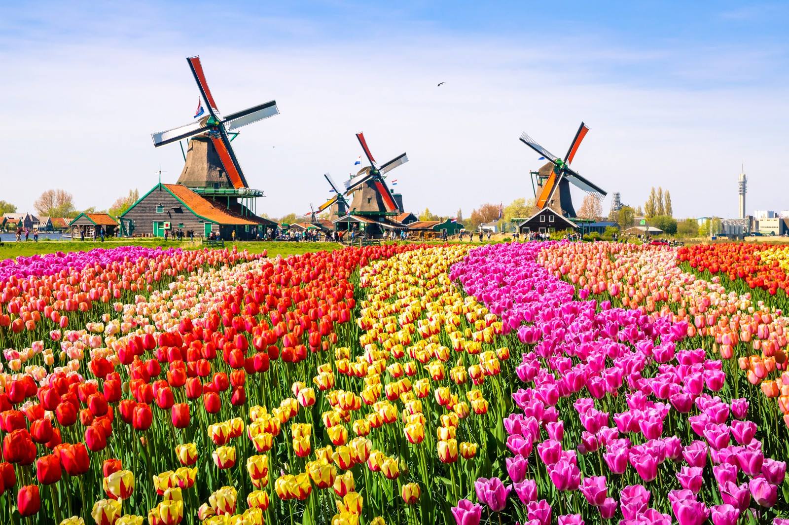 tulpen-nederland_728_xl tulpen-nederland_728_xl